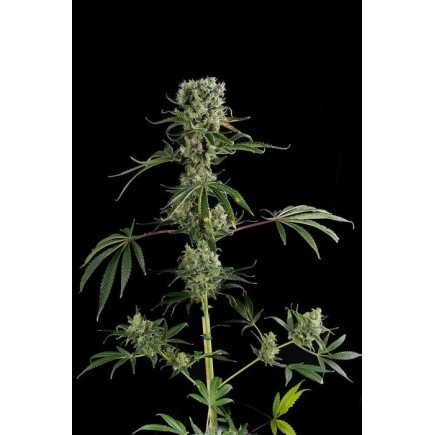 Moby Dick#2